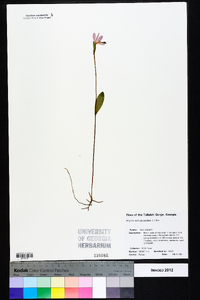 Pogonia ophioglossoides image