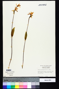 Pogonia ophioglossoides image