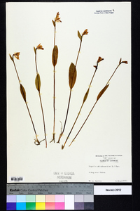 Pogonia ophioglossoides image