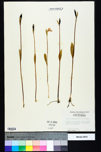 Pogonia ophioglossoides image