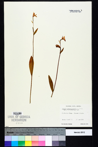 Pogonia ophioglossoides image