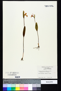 Pogonia ophioglossoides image