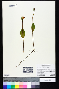 Pogonia ophioglossoides image