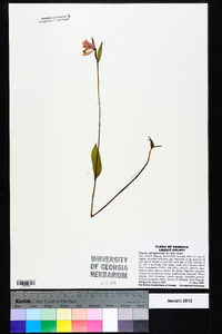 Pogonia ophioglossoides image