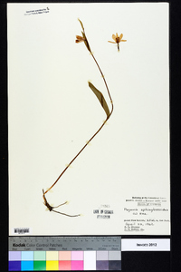 Pogonia ophioglossoides image