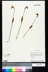 Pogonia ophioglossoides image