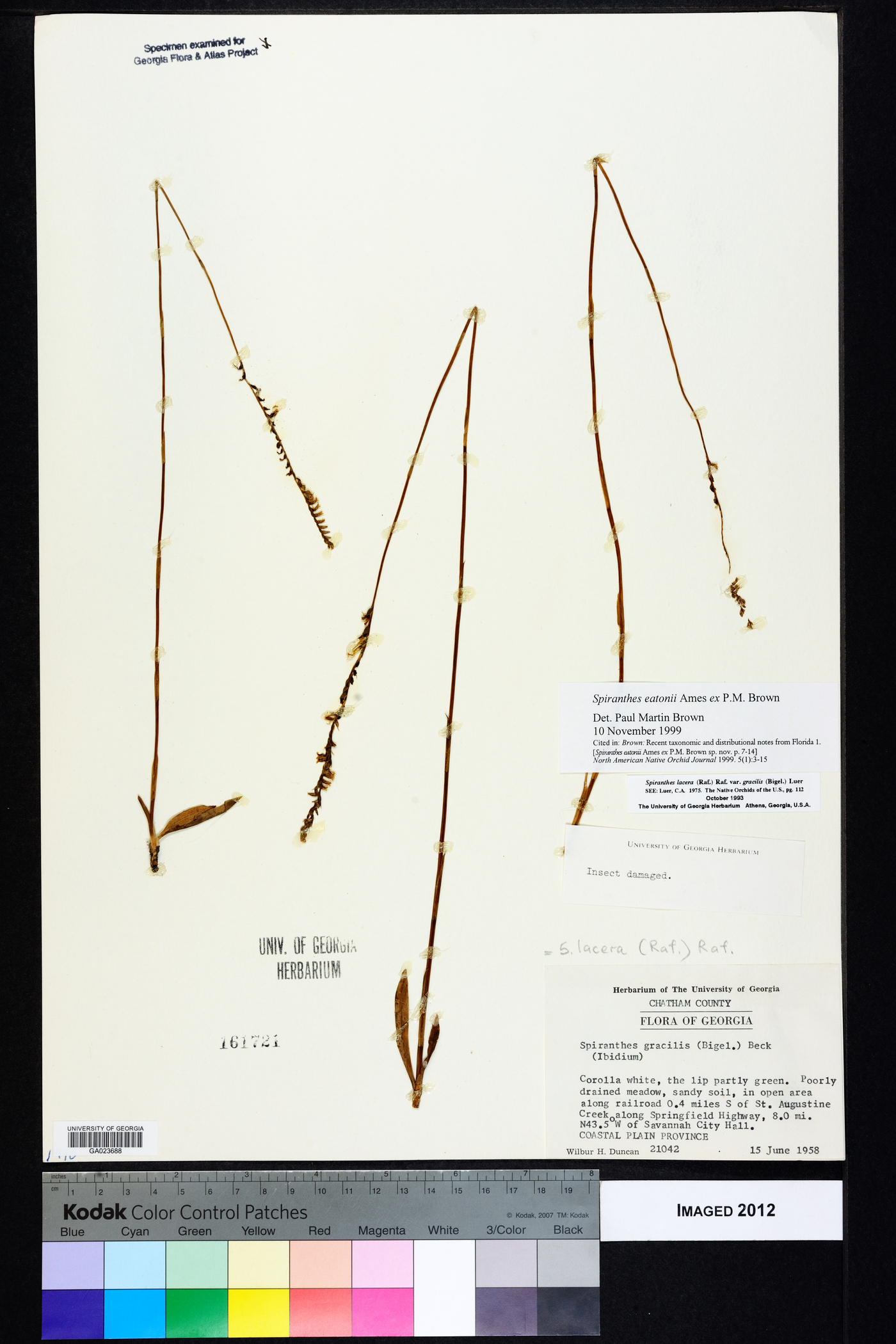 Spiranthes eatonii image