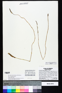 Spiranthes eatonii image