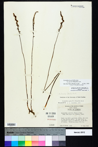 Spiranthes lacera var. gracilis image