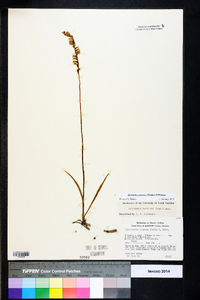 Spiranthes praecox image