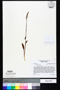 Spiranthes ovalis var. erostellata image