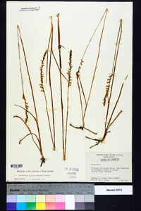 Spiranthes praecox image