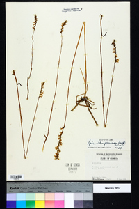 Spiranthes praecox image