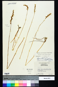 Spiranthes praecox image