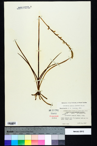 Spiranthes praecox image