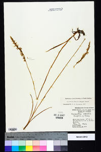 Spiranthes praecox image