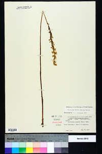 Spiranthes praecox image