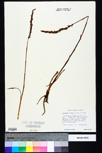 Spiranthes vernalis image