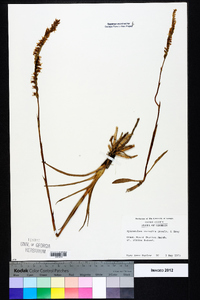 Spiranthes vernalis image