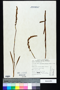 Spiranthes vernalis image