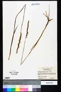 Spiranthes vernalis image