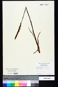 Spiranthes vernalis image