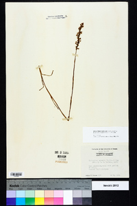 Spiranthes vernalis image