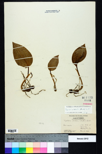 Tipularia discolor image