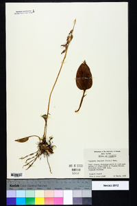 Tipularia discolor image