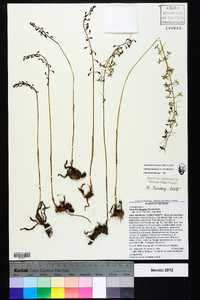 Tipularia discolor image