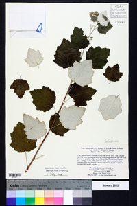 Populus alba image