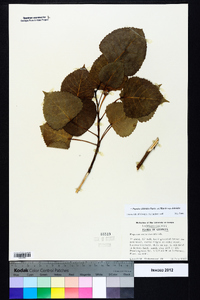 Populus deltoides subsp. deltoides image