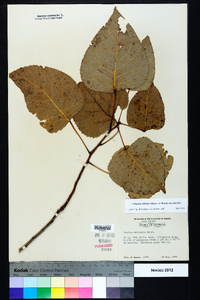 Populus deltoides subsp. deltoides image