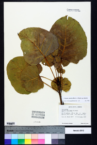 Populus deltoides subsp. deltoides image