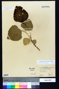 Populus deltoides subsp. deltoides image