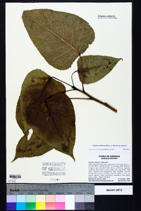 Populus deltoides subsp. deltoides image