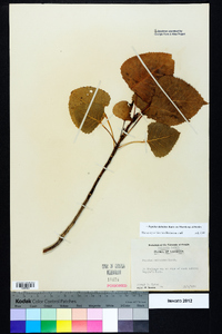 Populus deltoides subsp. deltoides image