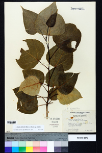 Populus deltoides subsp. deltoides image