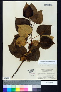 Populus deltoides subsp. deltoides image