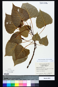 Populus deltoides subsp. deltoides image