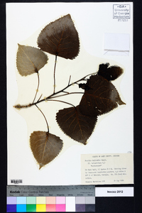 Populus deltoides subsp. deltoides image