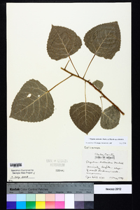 Populus deltoides subsp. deltoides image