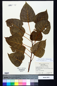 Populus deltoides subsp. deltoides image