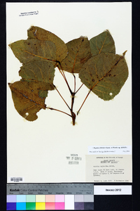 Populus deltoides subsp. deltoides image