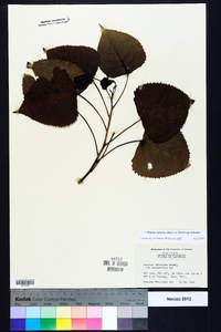 Populus deltoides subsp. deltoides image