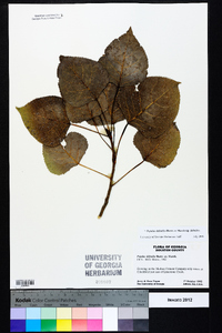 Populus deltoides subsp. deltoides image