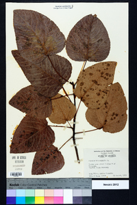 Populus heterophylla image