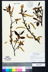 Salix caroliniana image