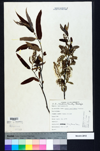 Salix caroliniana image