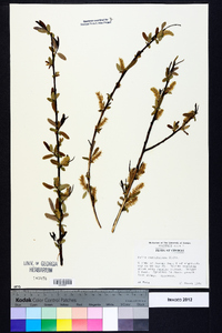 Salix caroliniana image